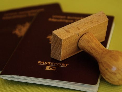 paszport dla konia