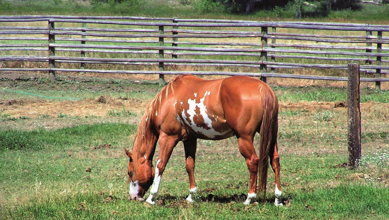 Konie korzystające z pastwiska wymagają regularnego odrobaczania.