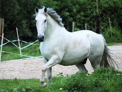 sposoby na doczyszczenie siwka