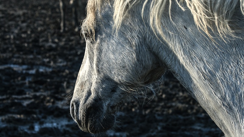 Oznaki przeziębienia u koni