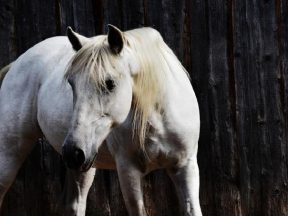 dlaczego starsze konie chudną