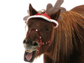 świąteczno-jeździecki quiz i świąteczne przebrania dla koni