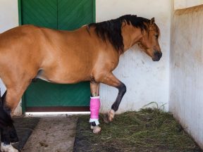 zranienia u koni