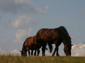 zapobieganie kolkom u koni