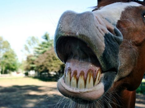 problemy z zębami u koni