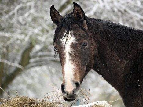 zimowy niedobór witamin u koni