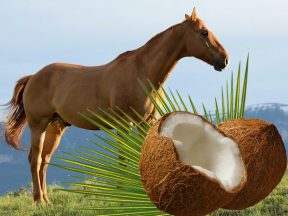 olej kokosowy dla koni