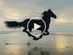 reklama banku z koniem