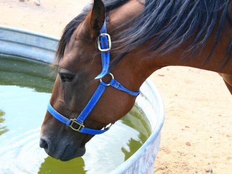 woda dla koni latem