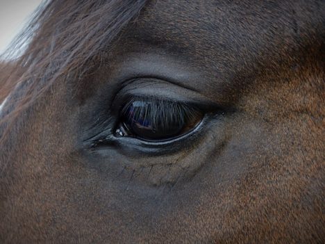 objawy problemów z oczami u koni
