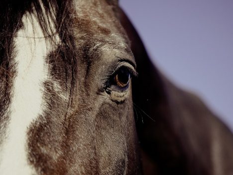 ślepota miesięczna u koni