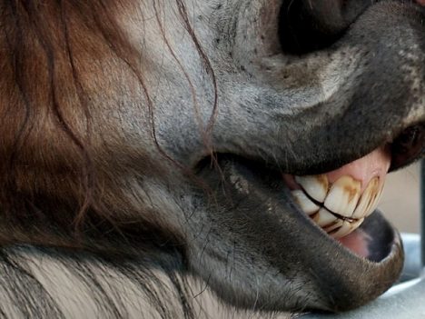 quiz o końskich zębach
