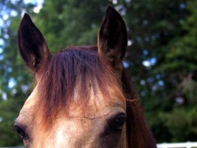 quiz o końskich uszach