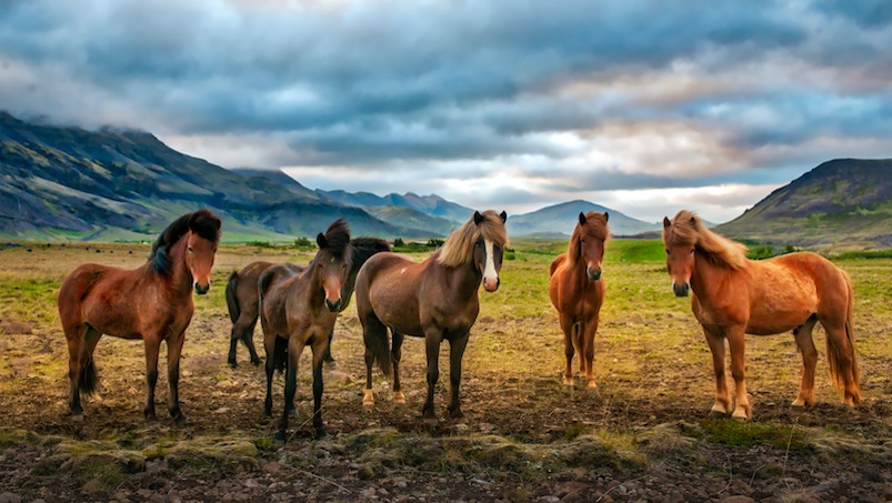 fakty o koniach islandzkich