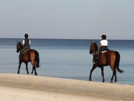 australijska plaża otwarta dla koni