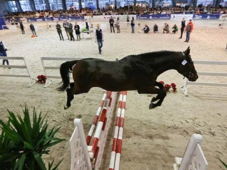 czempionat w skokach luzem na Cavaliadzie Poznań 2017