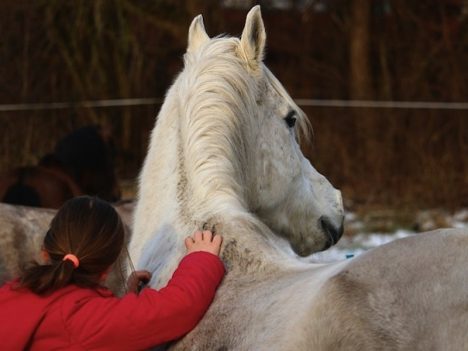 Opieka nad koniem w okresie świątecznym
