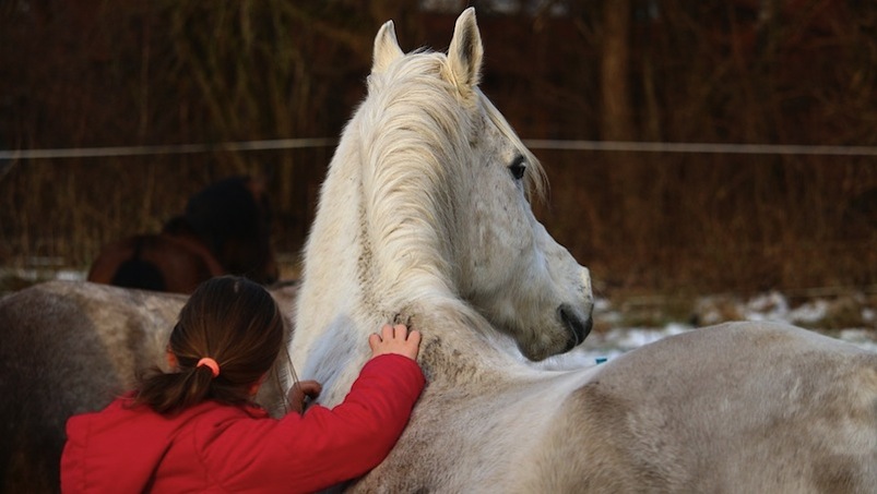 Opieka nad koniem w okresie świątecznym