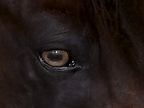 tygrysie oczy u koni