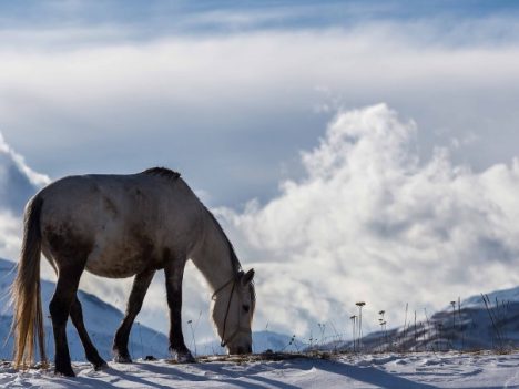 Jak utrzymać konie w dobrym zdrowiu zimą