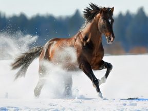 tłuszcz w zimowej diecie konia