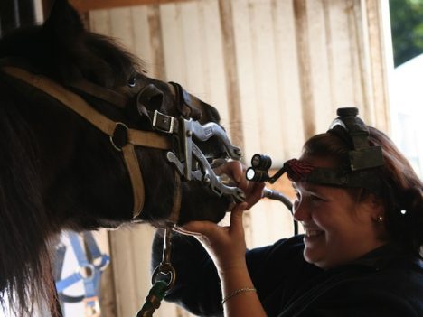badanie dentystyczne u koni