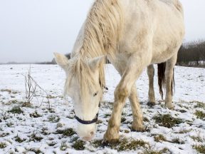 koń utknął na lodzie