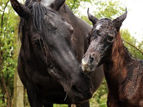 objawy porodu u koni