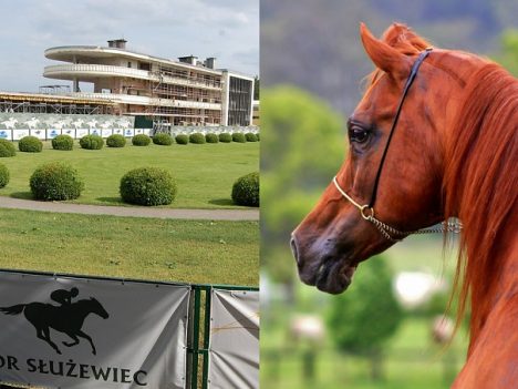 przeniesienie święta konia arabskiego
