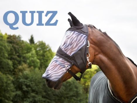 QUIZ Owady w stajni latem