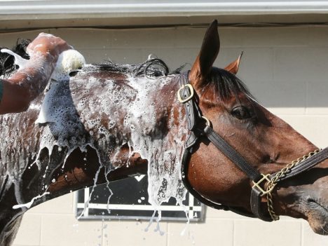 kąpiel konia