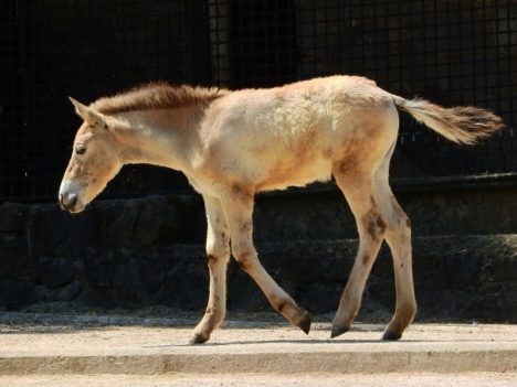 Źrebaki konia Przewalskiego