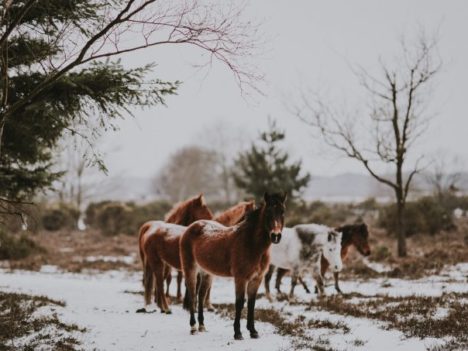 Jak konie chronią się przed chłodem