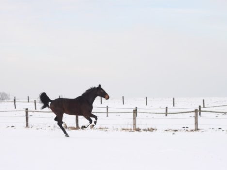 zimowe kontuzje u koni