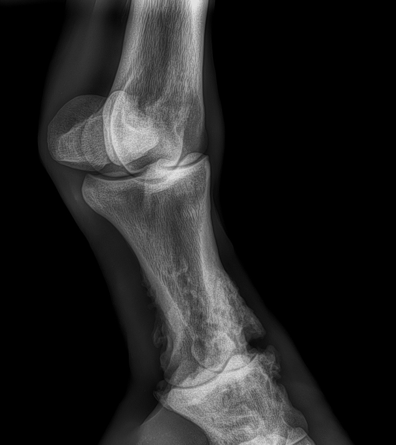 artroza u koni amortire picior stang