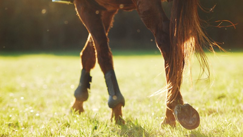 zapalenie stawów u konia leczenie amortesc mainile si picioarele noaptea