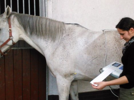Badanie EKG u koni