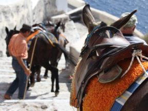 Osły i muły na Santorini