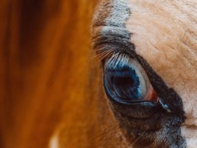 Rozpoznanie stresu u koni