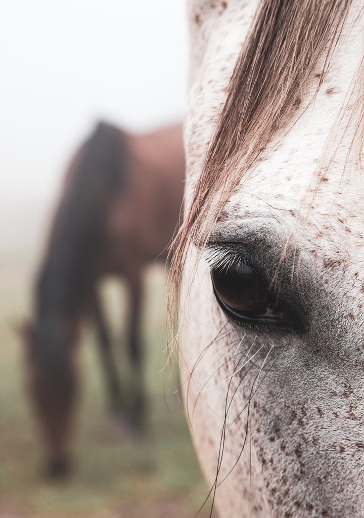Rozpoznanie stresu u koni
