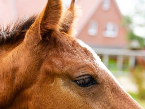 10 sposobów na szczęśliwego konia