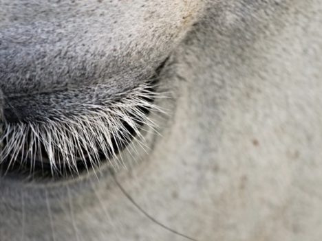 Mruganie objawem stresu u koni