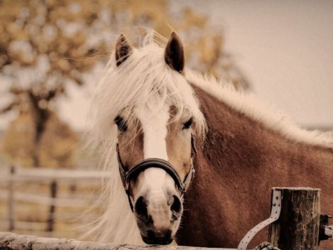 Jak zbadać poziom stresu u koni