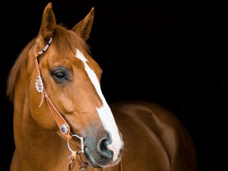 Jak rozpoznać ból u konia