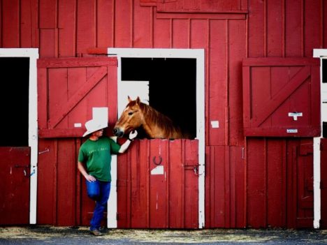 konie uczą się poprzez obserwacjękonie uczą się poprzez obserwacjękonie uczą się poprzez obserwację