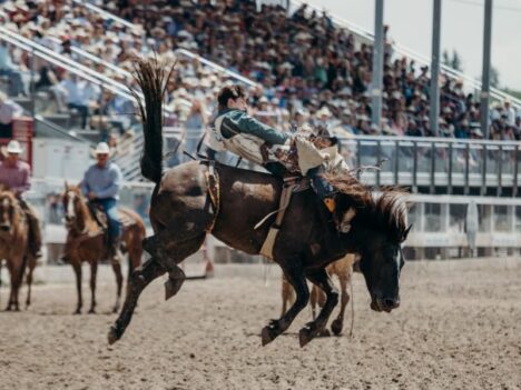 Czy konie lubią brać udział w rodeo?