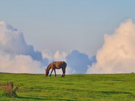 Czy konie poszukują cienia w upalne dni?